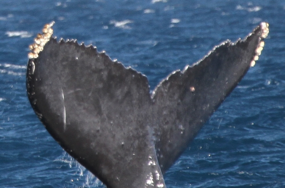 Fluke of HW-MN0441591