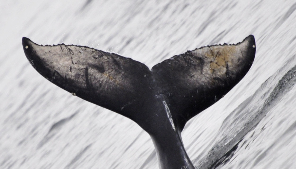 Fluke of Poptart (Salish Sea)