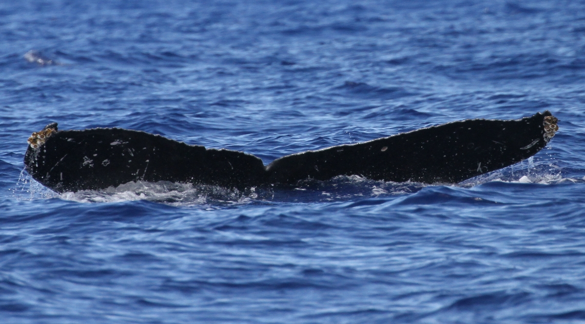 Fluke of HW-MN0441602