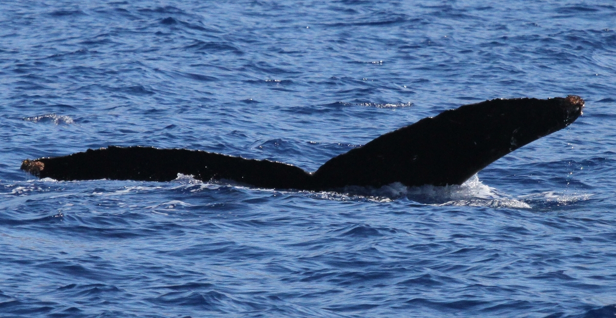 Fluke of HW-MN0441556