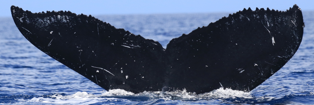 Fluke of HW-MN0441675