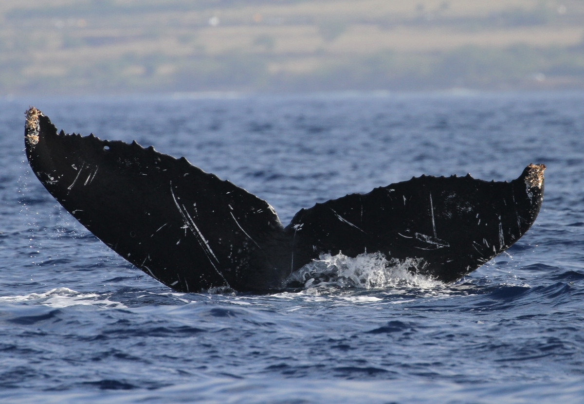 Fluke of HW-MN0441663