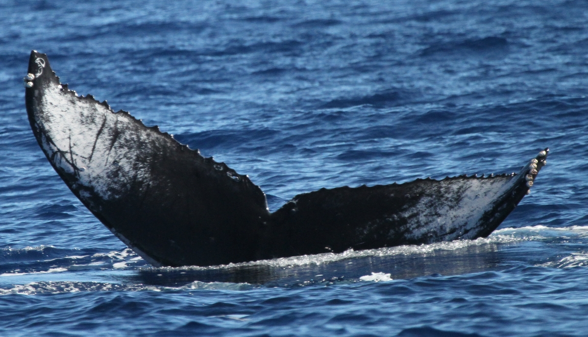 Fluke of HW-MN0441647