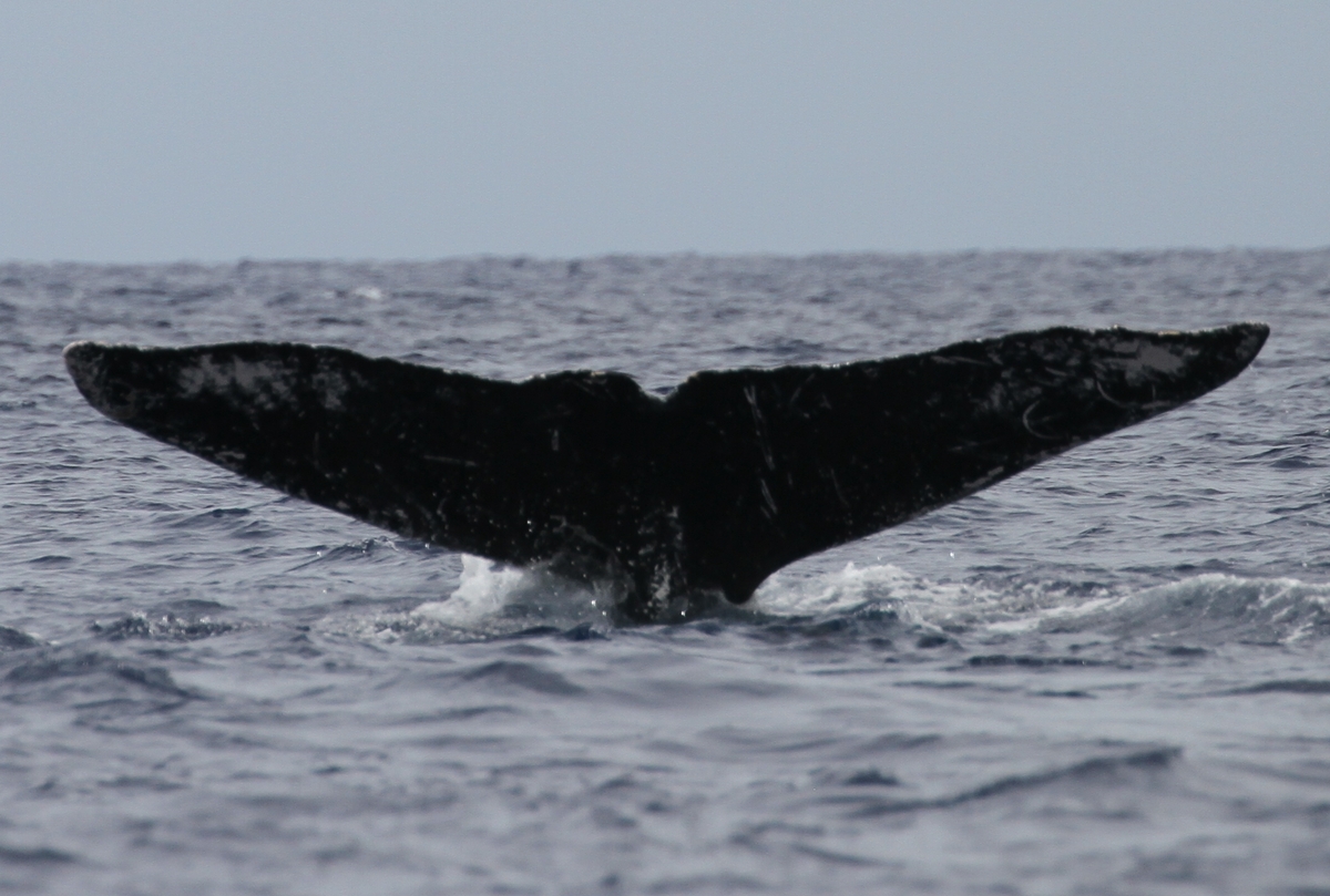 Fluke of HW-MN0441662