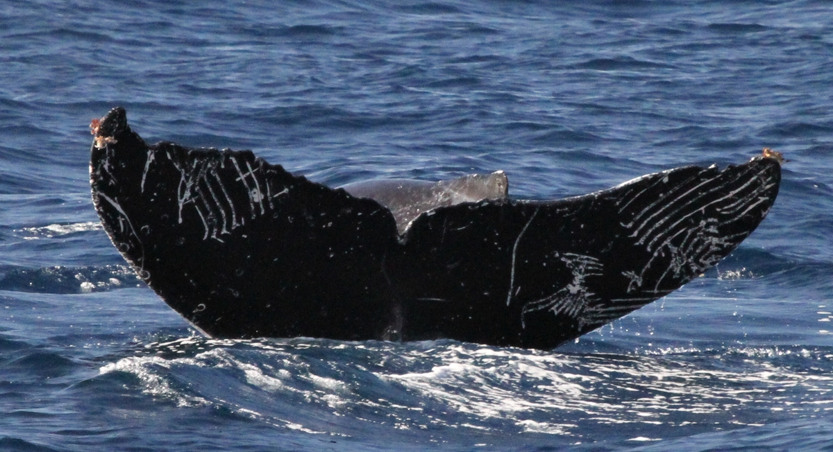 Fluke of HW-MN0441634