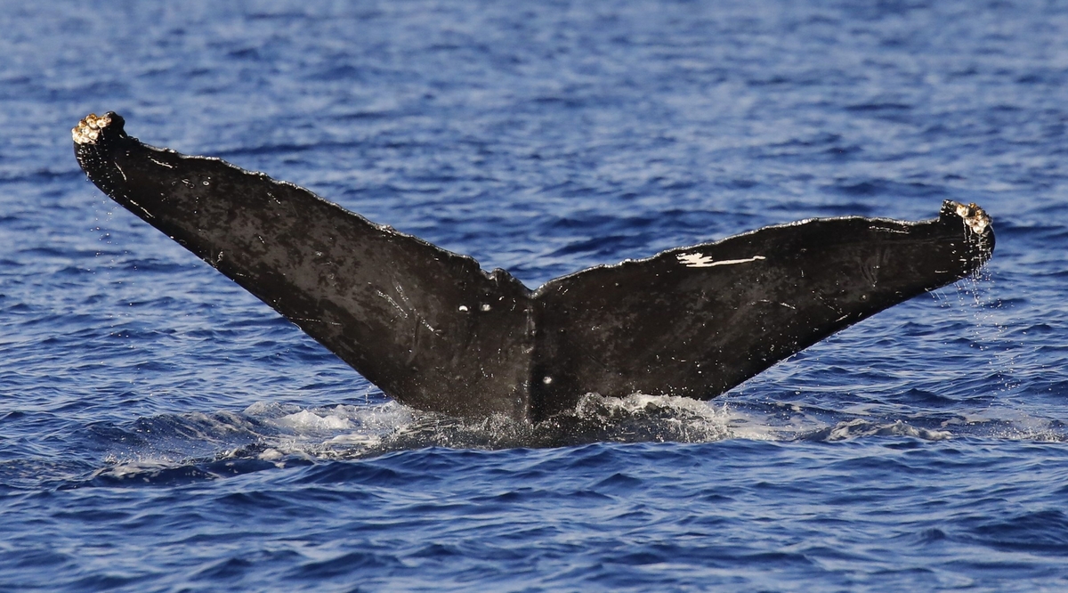 Fluke of BCX0980