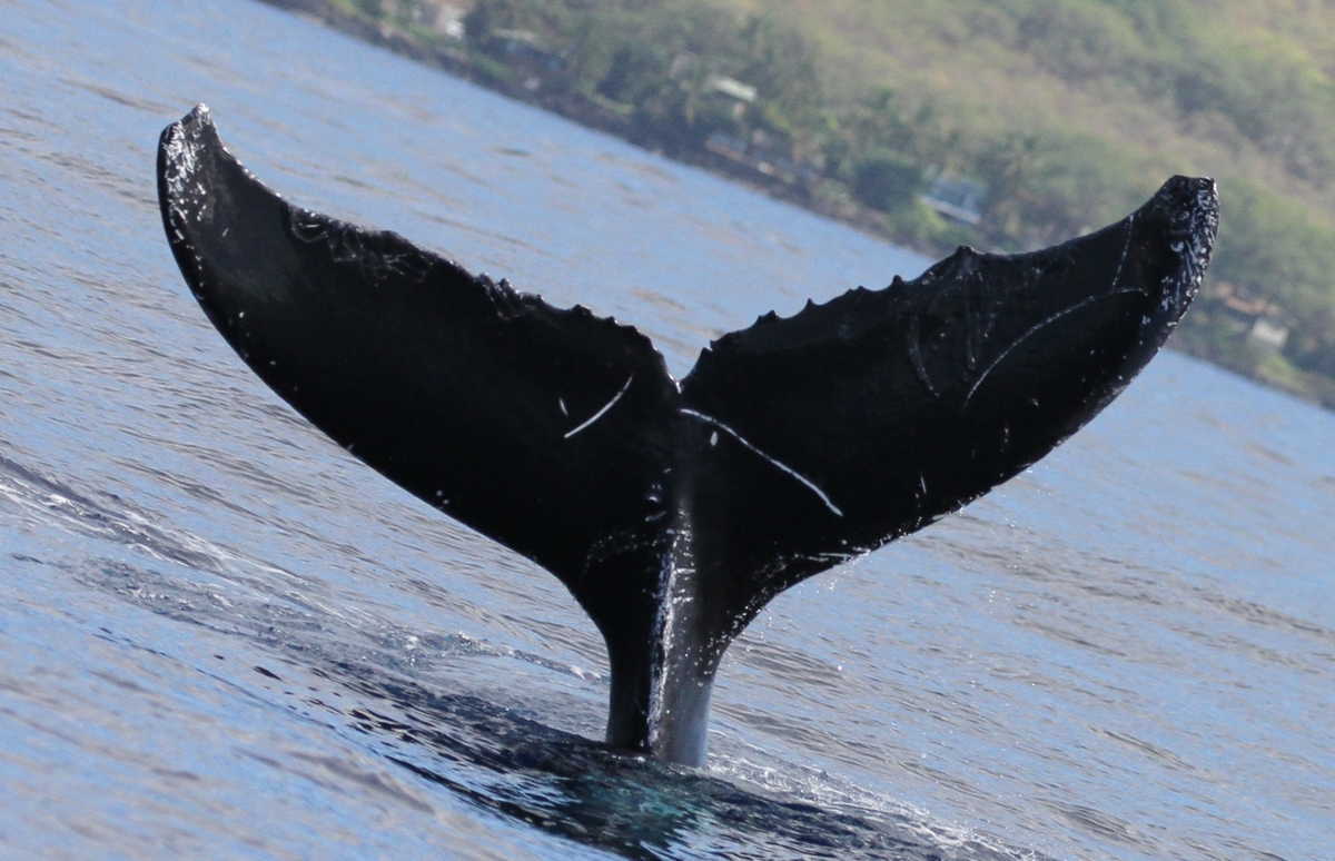 Fluke of Ebony (Hawaii)