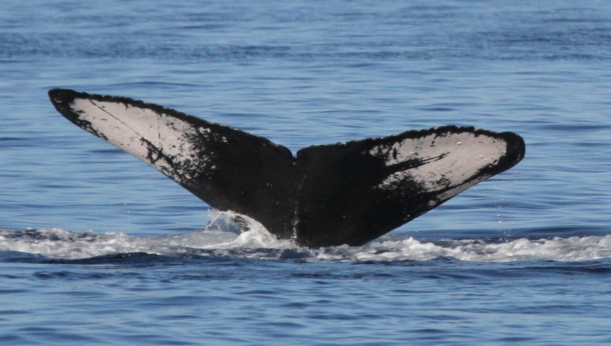 Fluke of HW-MN0441644