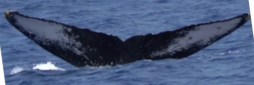 Fluke of HW-MN0441656
