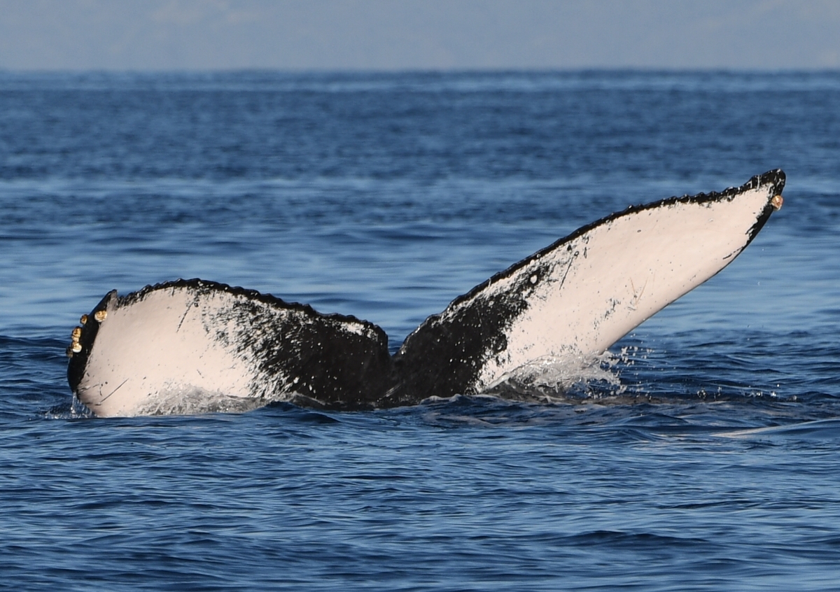 Fluke of HW-MN0441660