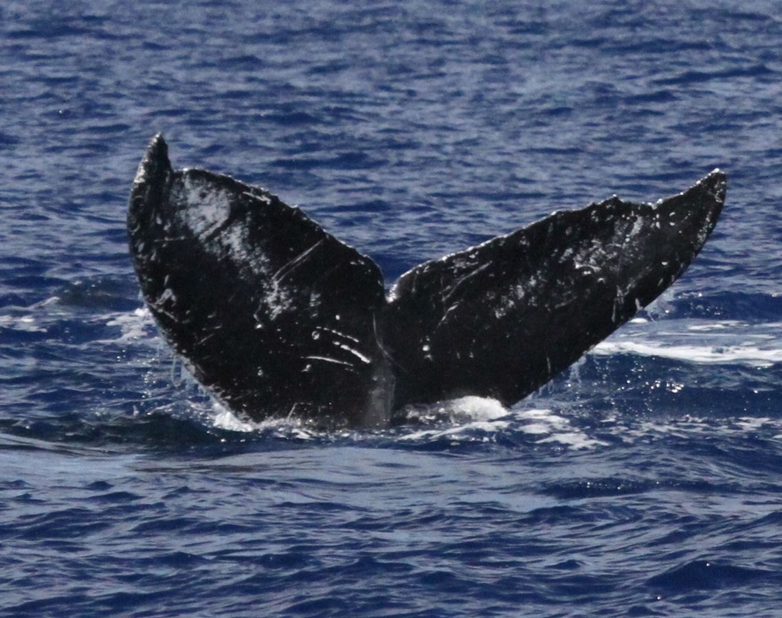 Fluke of HW-MN0441655