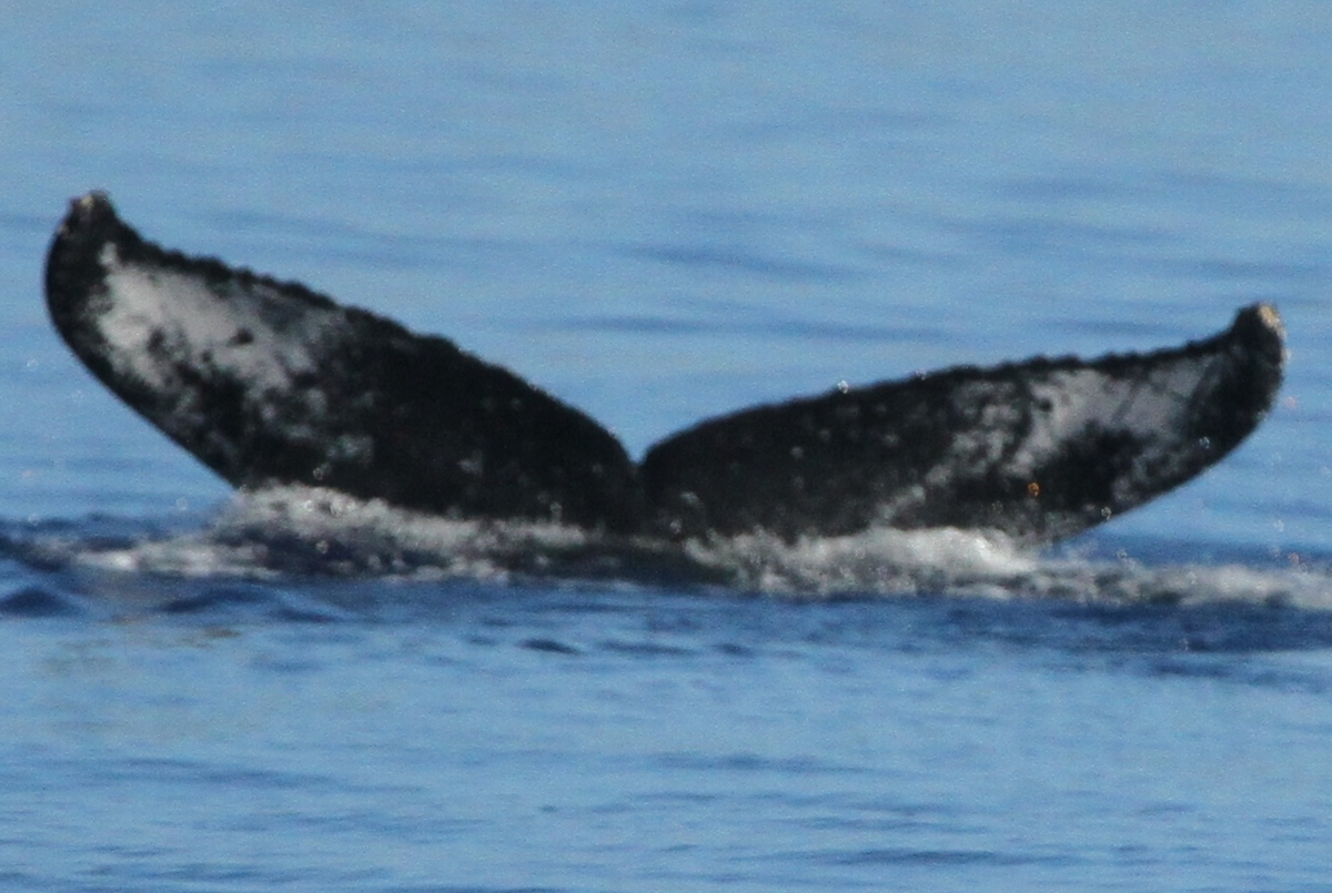 Fluke of HW-MN0441639
