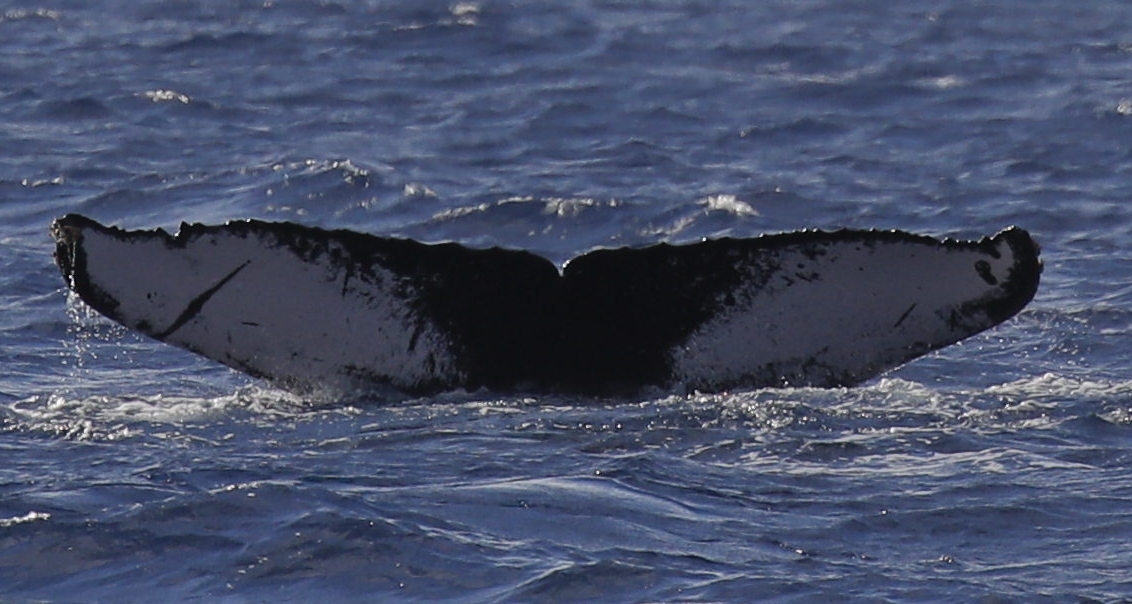 Fluke of HW-MN0441654