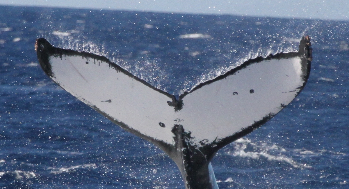 Fluke of HW-MN0441533