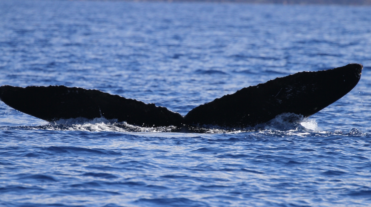 Fluke of HW-MN0441517