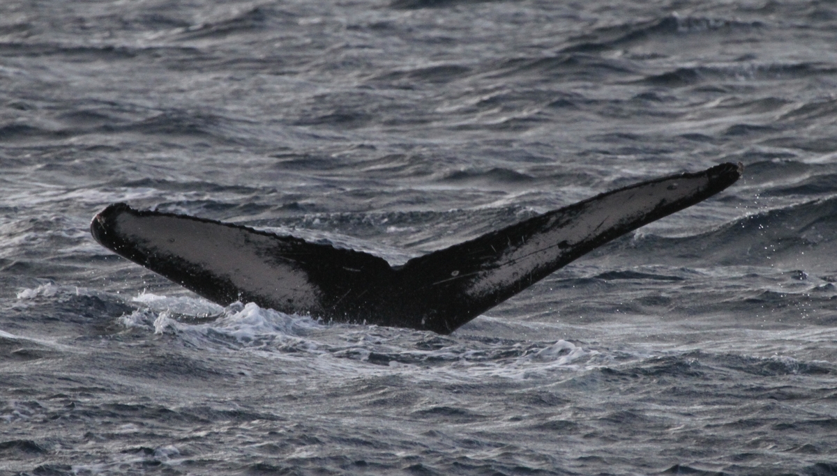 Fluke of HW-MN0441653