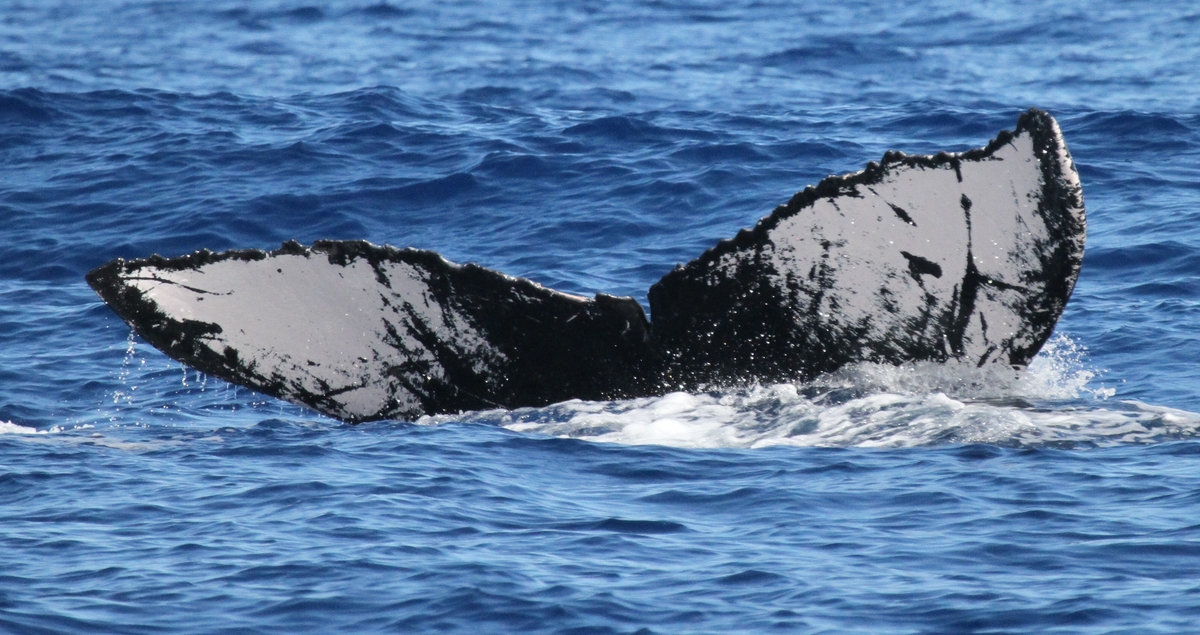 Fluke of HW-MN0441568