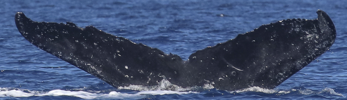 Fluke of HW-MN0441665