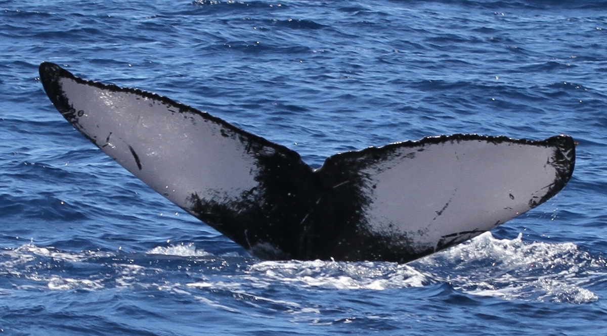 Fluke of HW-MN0441637