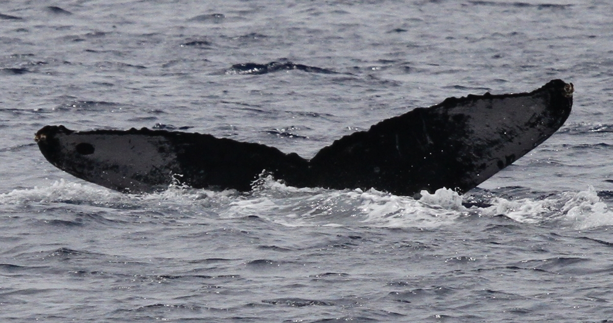 Fluke of BCY0499