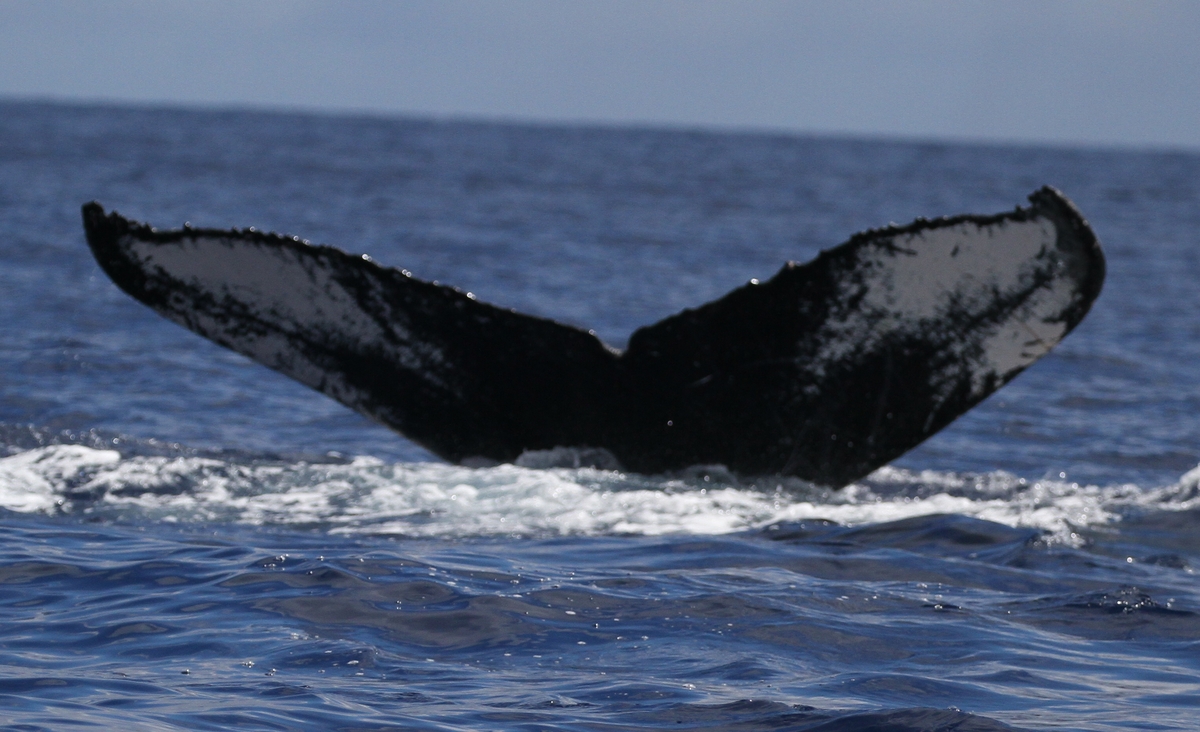 Fluke of HW-MN0441664