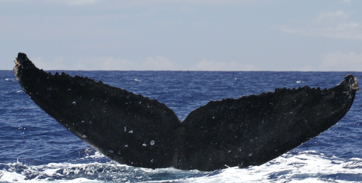 Fluke of HW-MN0441676