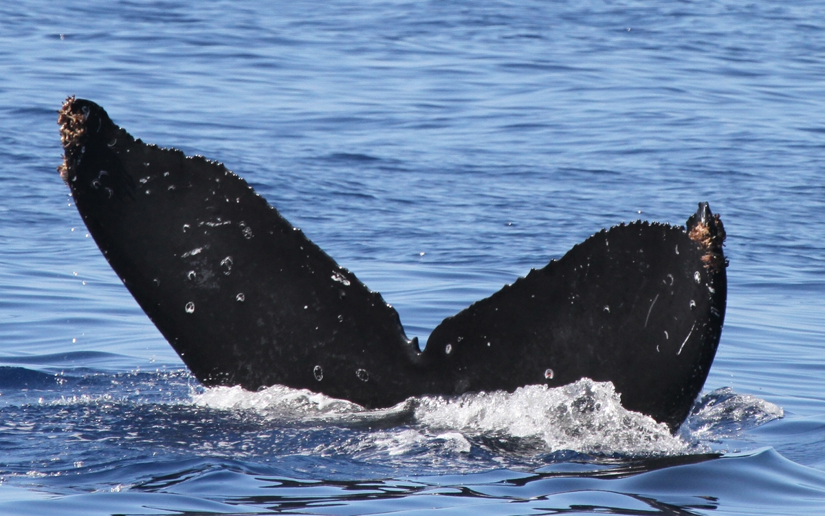 Fluke of CRC-18716