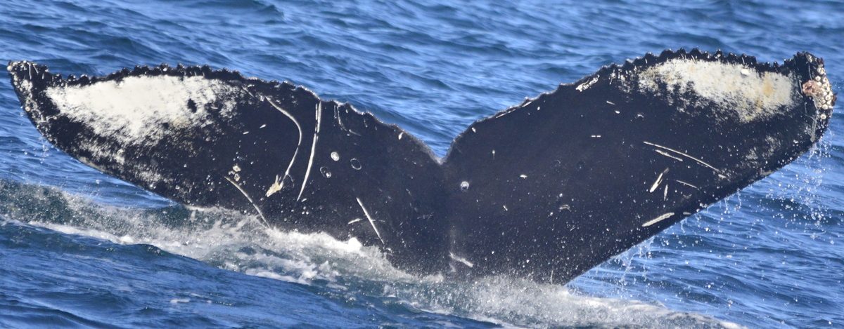 Fluke of Orion (Salish Sea)