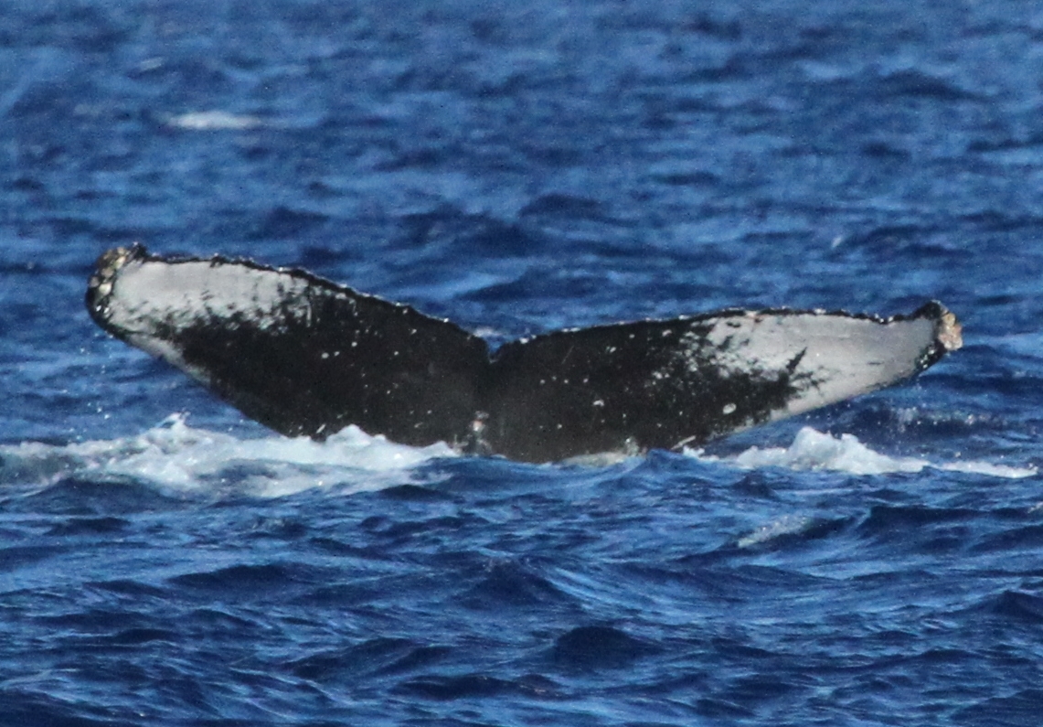 Fluke of HW-MN0441648