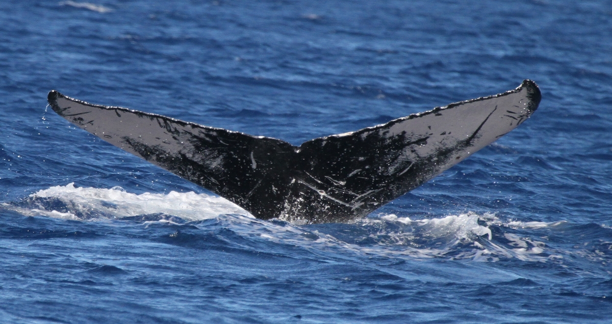 Fluke of HW-MN0441534