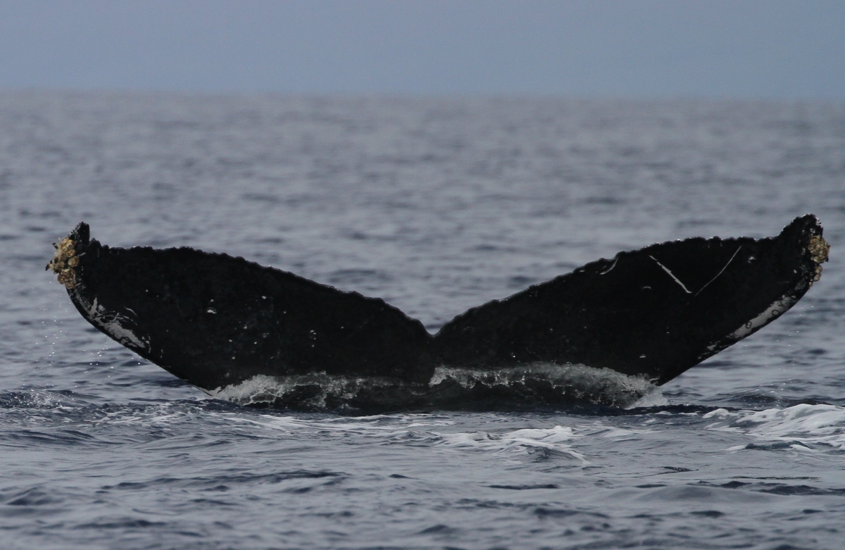 Fluke of HW-MN0441691
