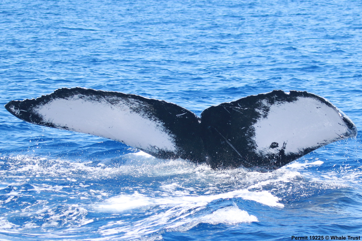 Fluke of HW-MN0441565