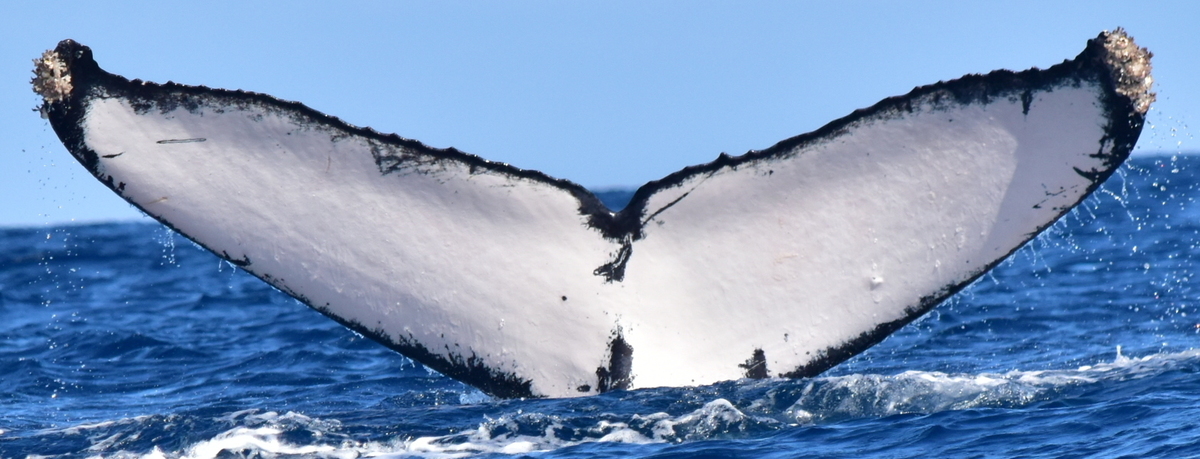 Fluke of CRC-17687