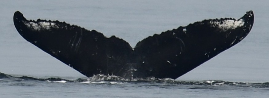 Fluke of SEAK-5606