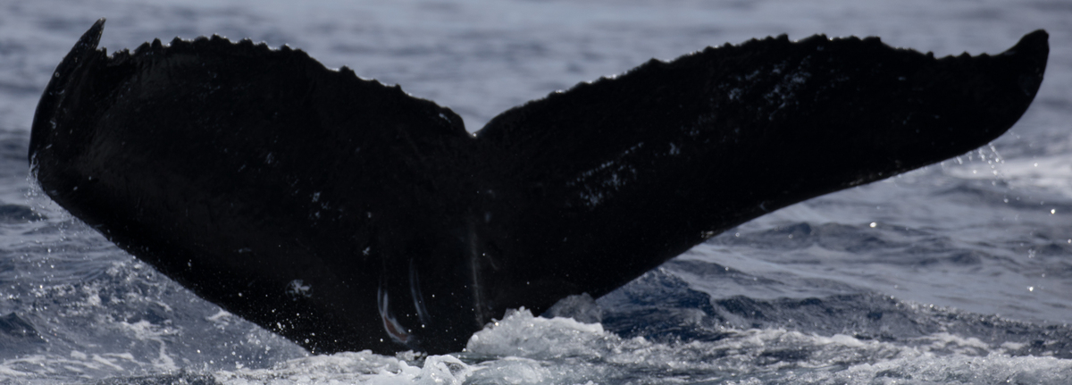 Fluke of HW-MN0441710