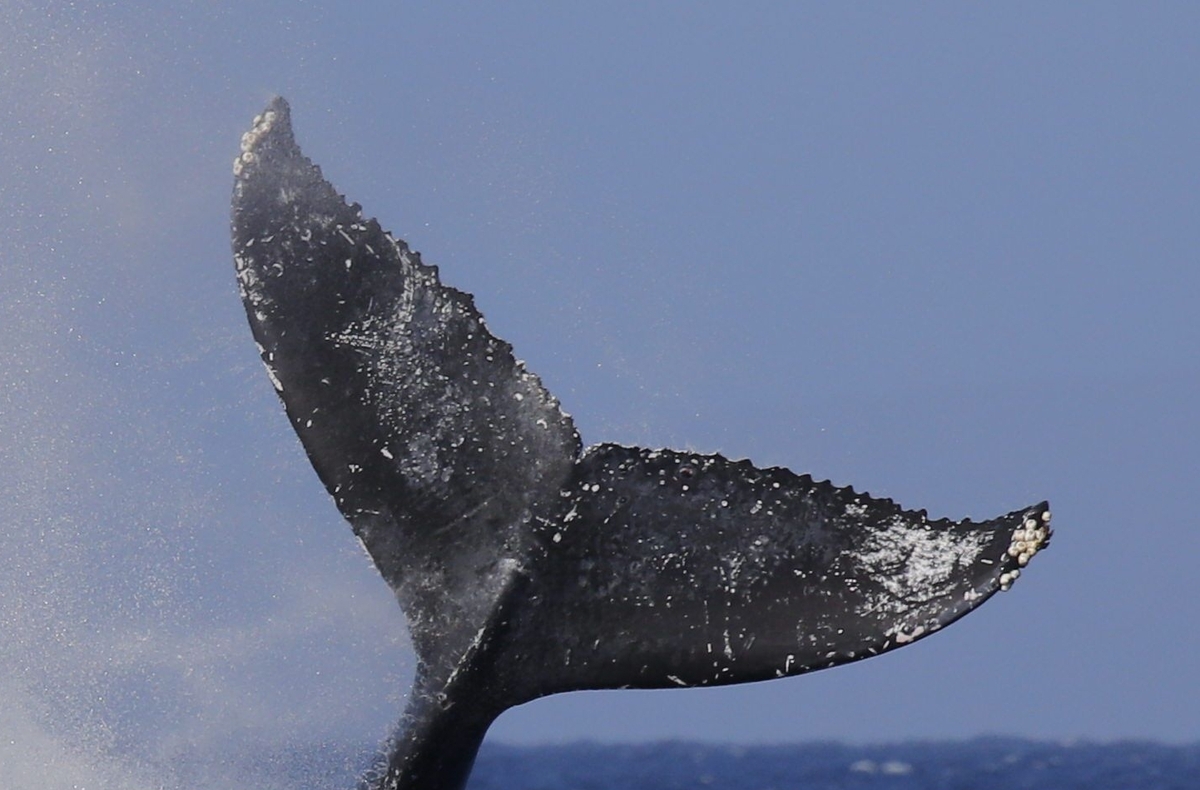 Fluke of HW-MN0441524