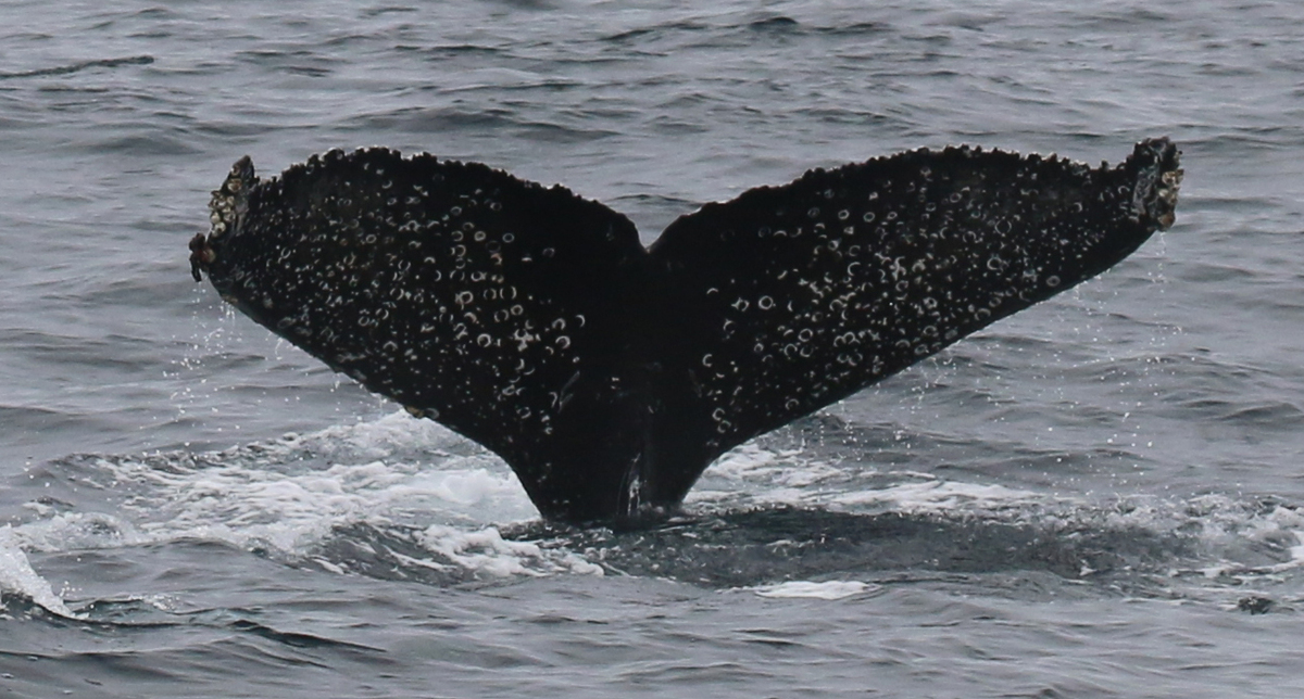Fluke of Betty (Monterey Bay)
