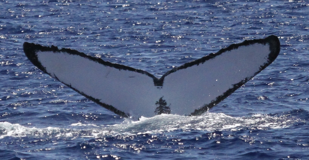 Fluke of HW-MN0441681
