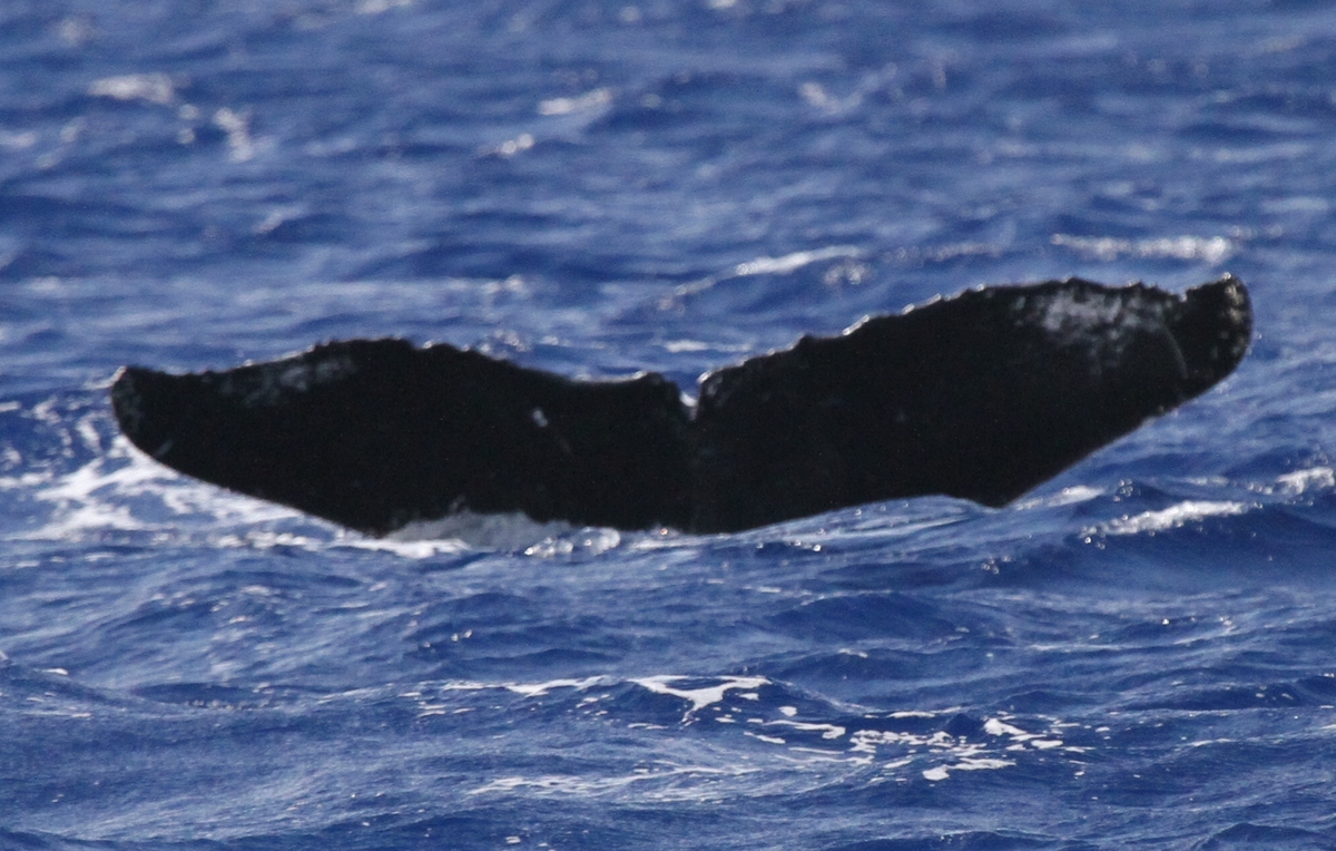 Fluke of HW-MN0441684