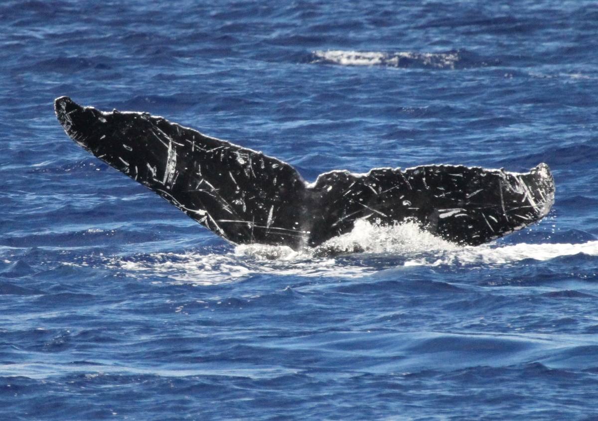 Fluke of HW-MN0441688
