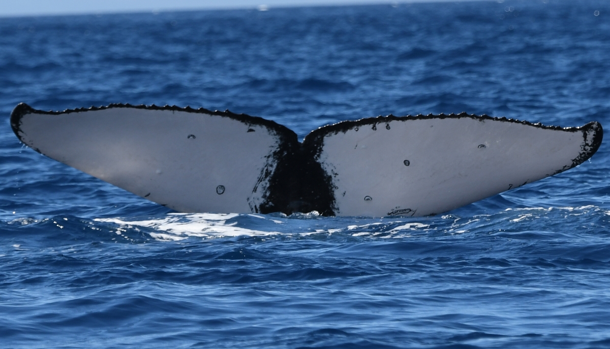 Fluke of HW-MN0441701