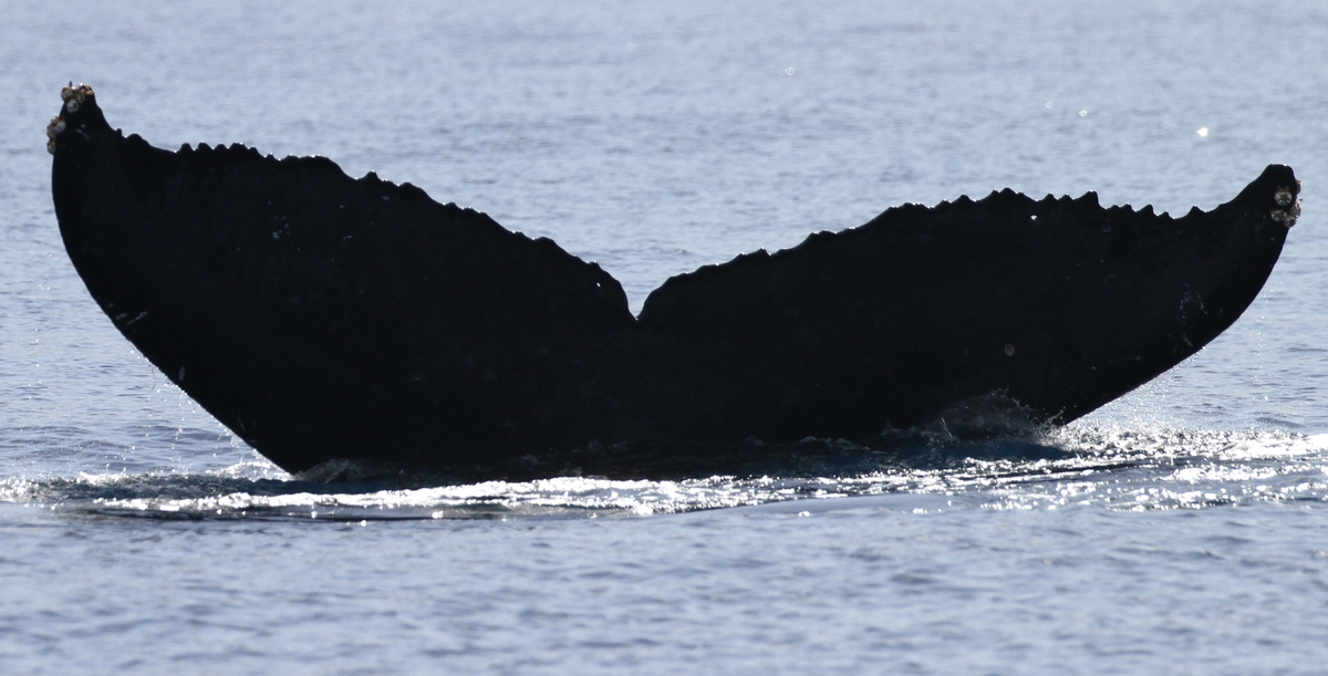 Fluke of HW-MN0441713