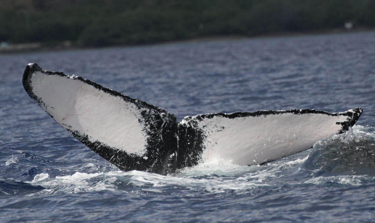 Fluke of HW-MN0441482