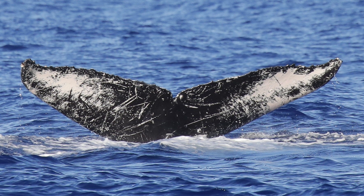 Fluke of HW-MN0441720