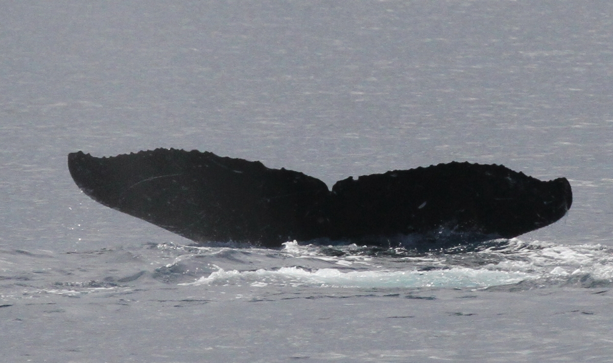 Fluke of HW-MN0441566