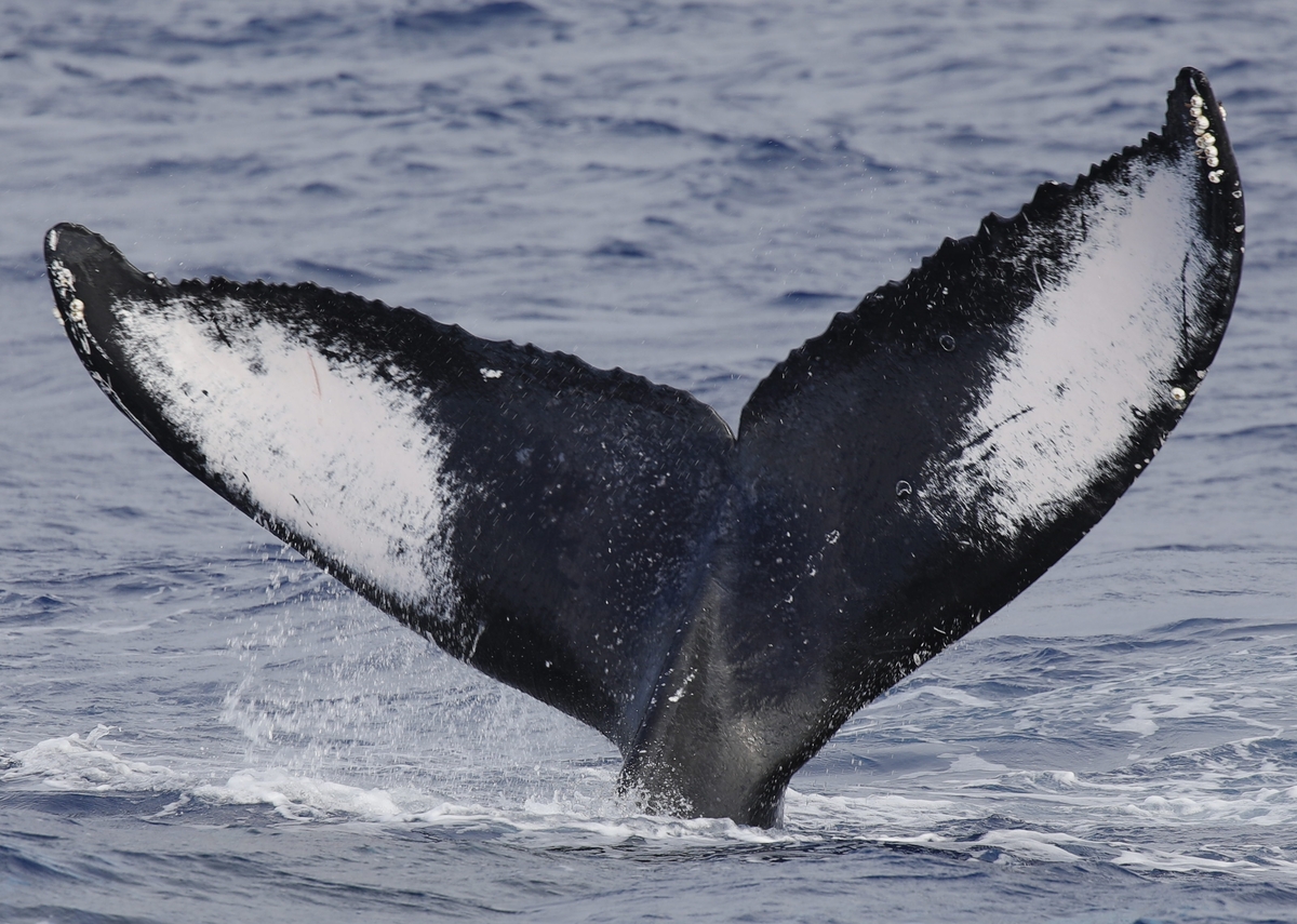 Fluke of HW-MN0441716