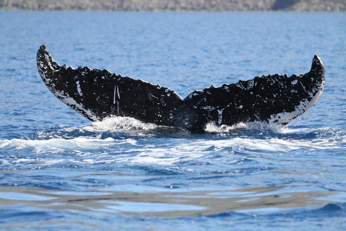 Fluke of HW-MN0441501
