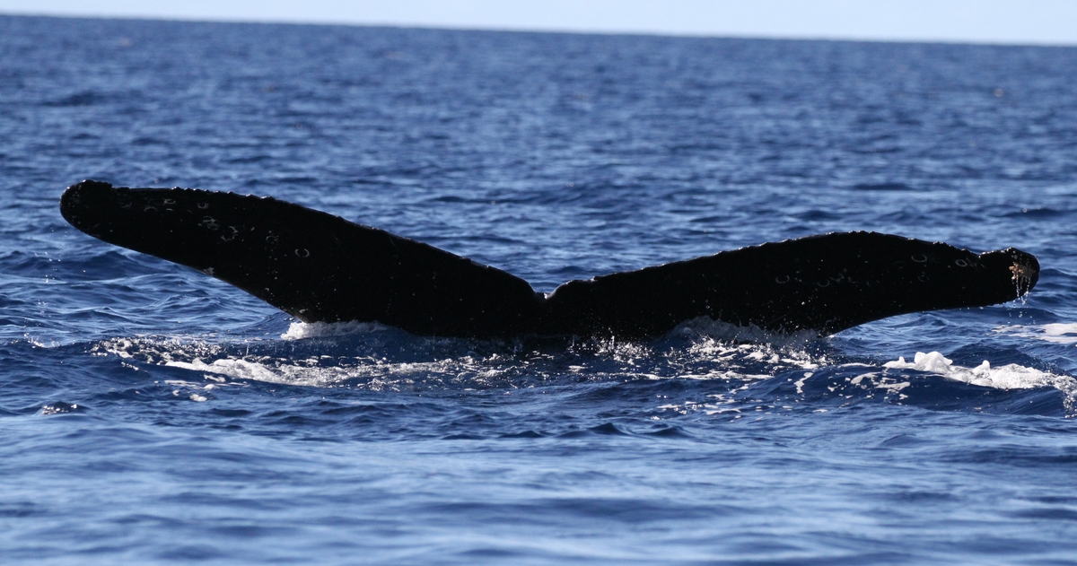 Fluke of HW-MN0441512