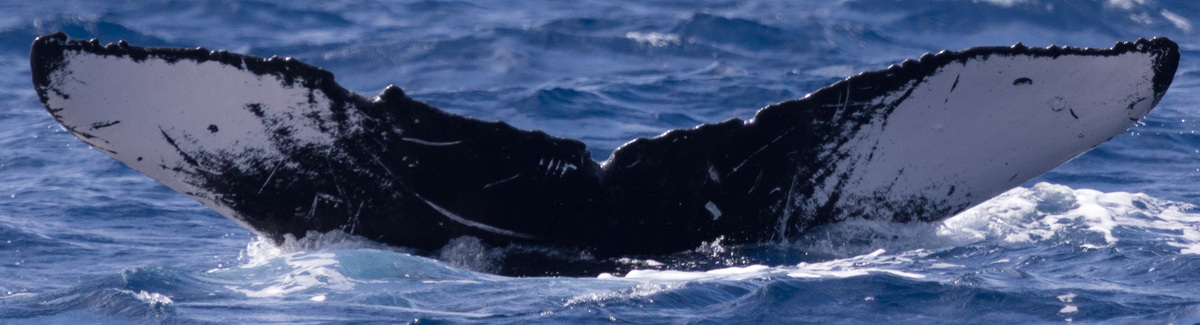 Fluke of HW-MN0441508