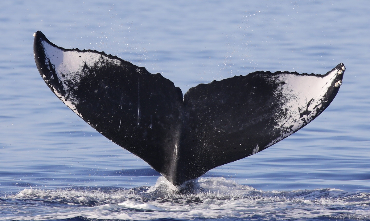 Fluke of Wishbone (BC)
